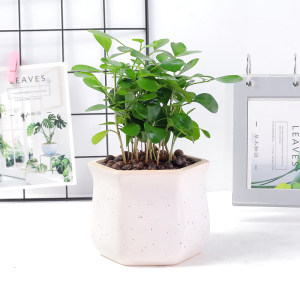 西安七里香租擺租賃——嘉禾苗圃 西安七里香租擺租賃——嘉禾苗圃