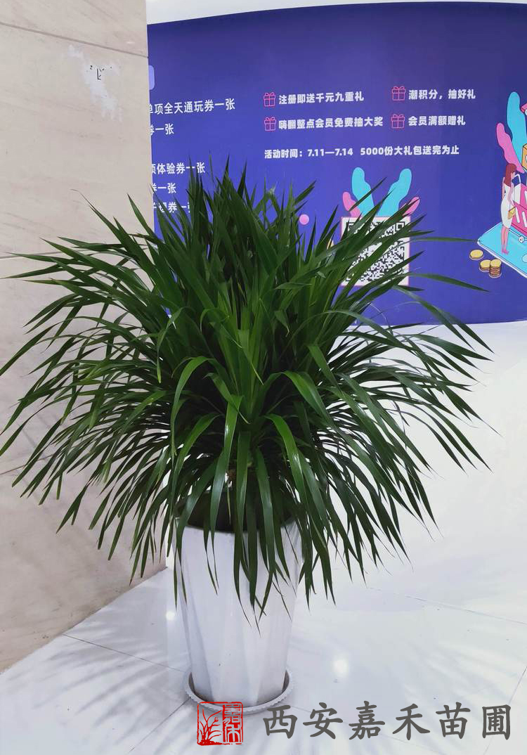 西安龍須鐵租擺租賃——嘉禾苗圃 西安龍須鐵租擺租賃——嘉禾苗圃