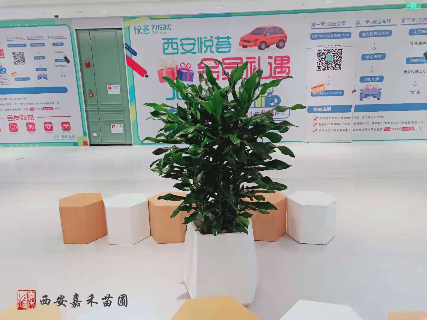 西安螺紋鐵租擺租賃——嘉禾苗圃 西安螺紋鐵租擺租賃——嘉禾苗圃