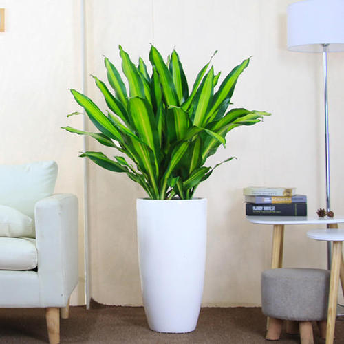 西安也門鐵租擺租賃——嘉禾苗圃 西安也門鐵租擺租賃——嘉禾苗圃