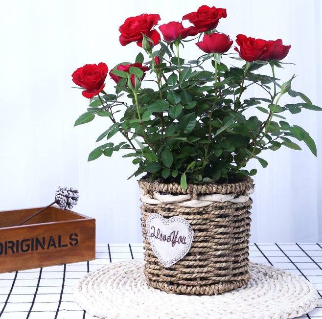 西安鉆石玫瑰租擺租賃——嘉禾苗圃