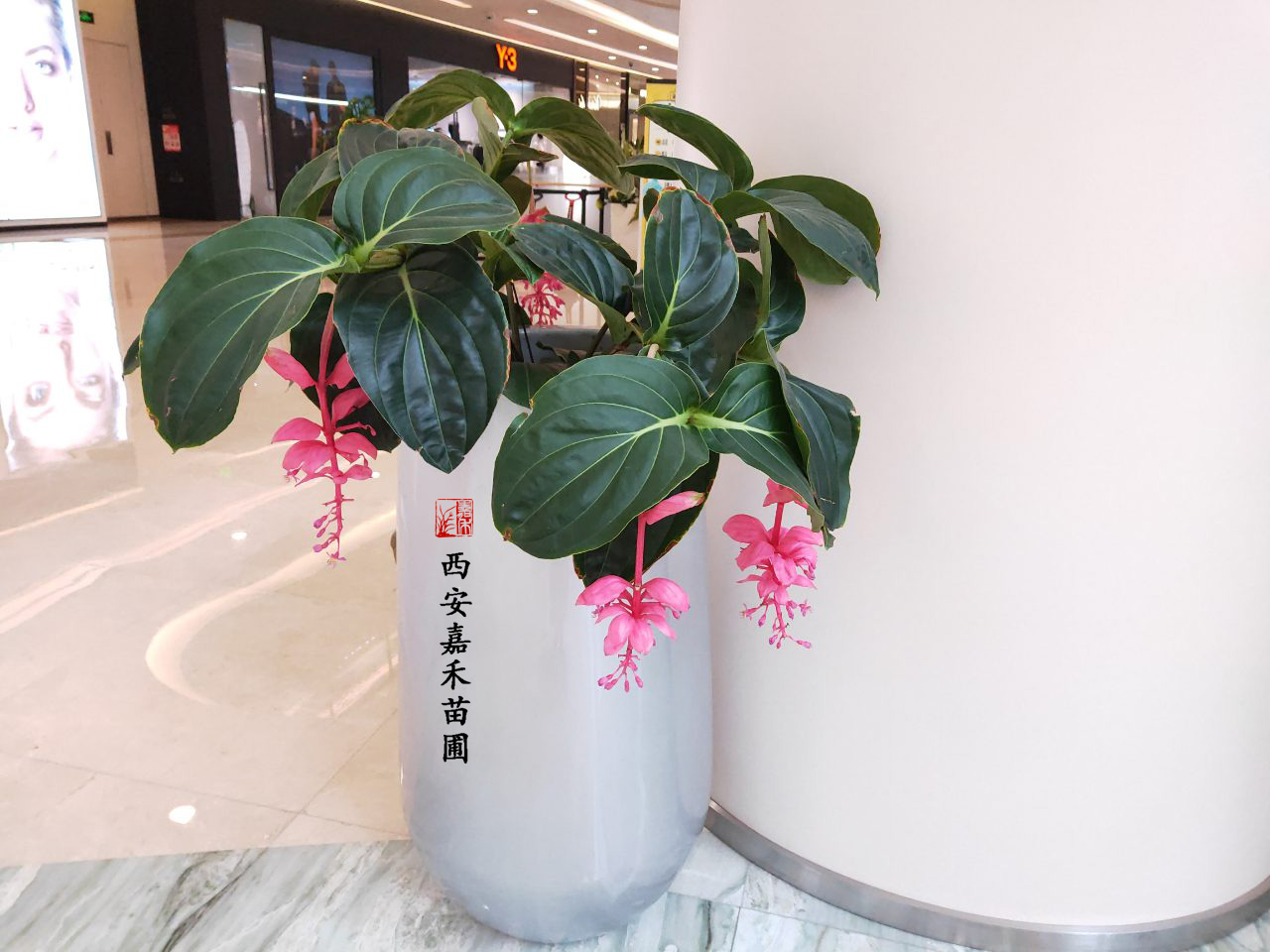 西安寶蓮燈花租擺租賃——嘉禾苗圃 西安寶蓮燈花租擺租賃——嘉禾苗圃