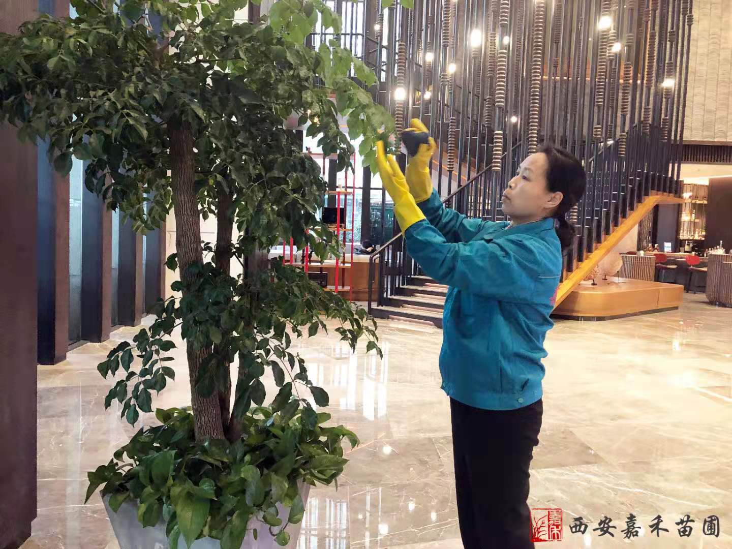 西安花卉租賃——嘉禾苗圃