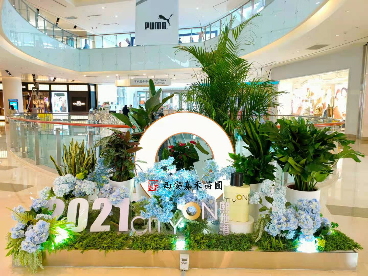 西安花卉租擺優(yōu)勢|西安嘉禾苗圃