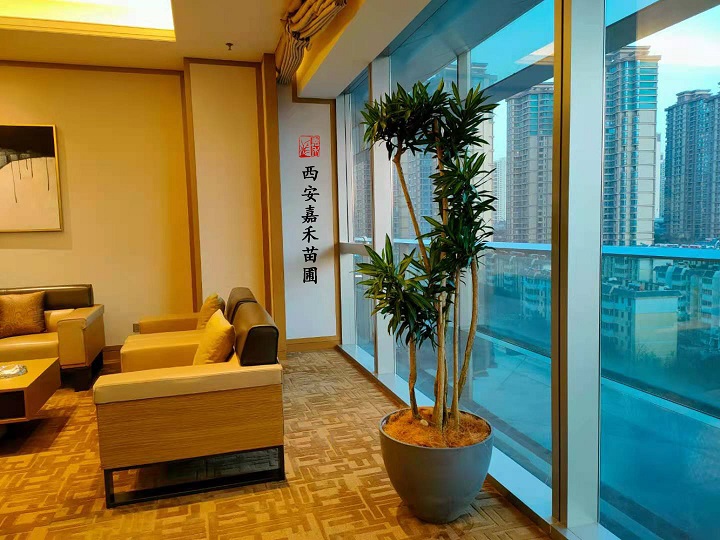 西安酒店綠植租賃|嘉禾苗圃