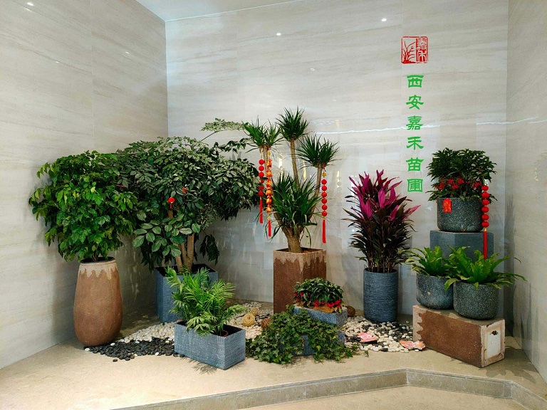 西安綠植租賃口碑好公司——嘉禾苗圃