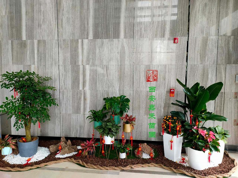 西安花卉租擺公司口碑好——嘉禾苗圃