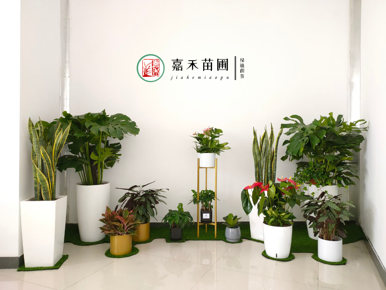 西安綠植租賃平臺|嘉禾苗圃 西安綠植租賃平臺|嘉禾苗圃
