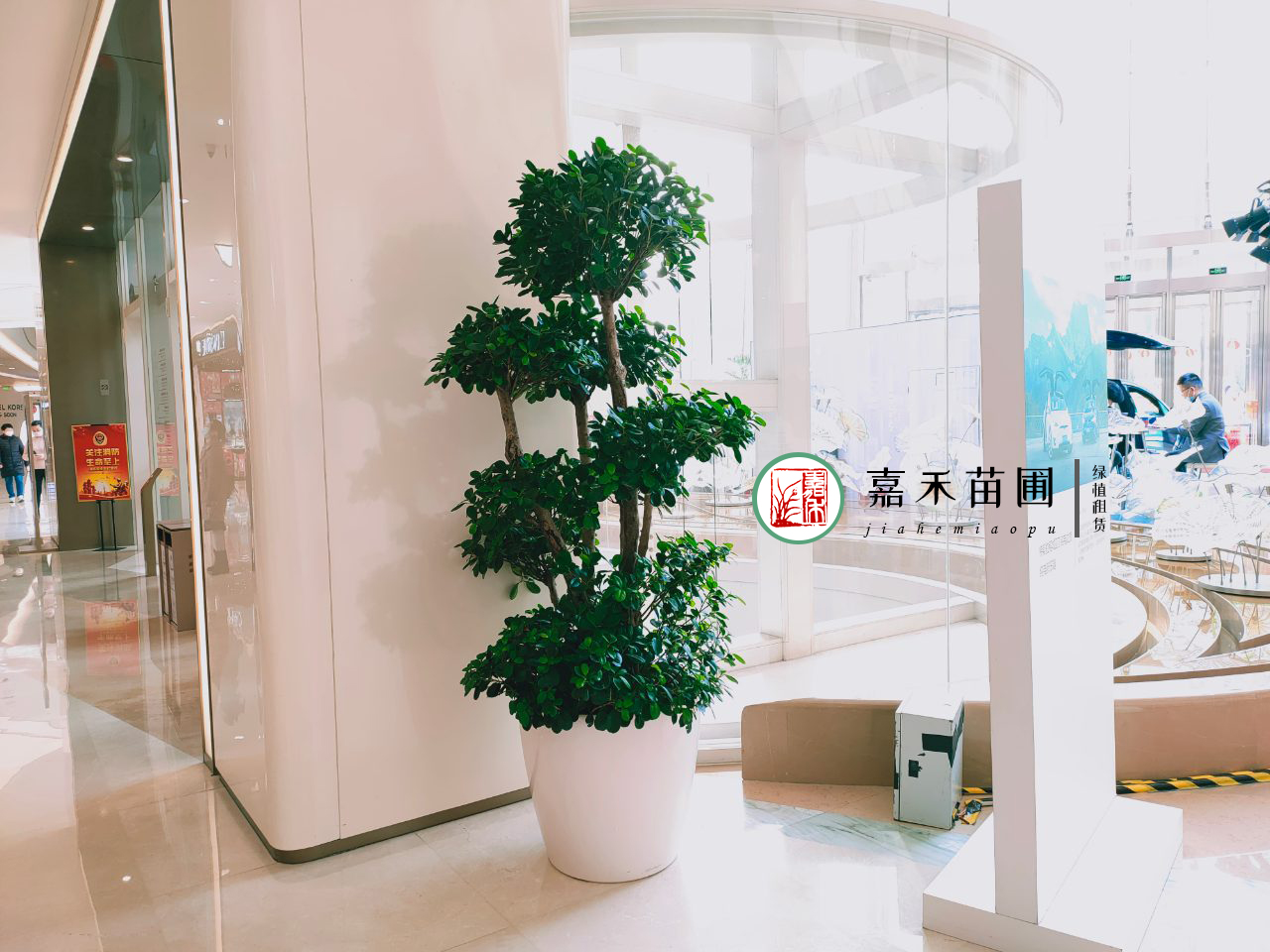 西安小寨綠植租賃公司|嘉禾苗圃 西安小寨綠植租賃公司|嘉禾苗圃