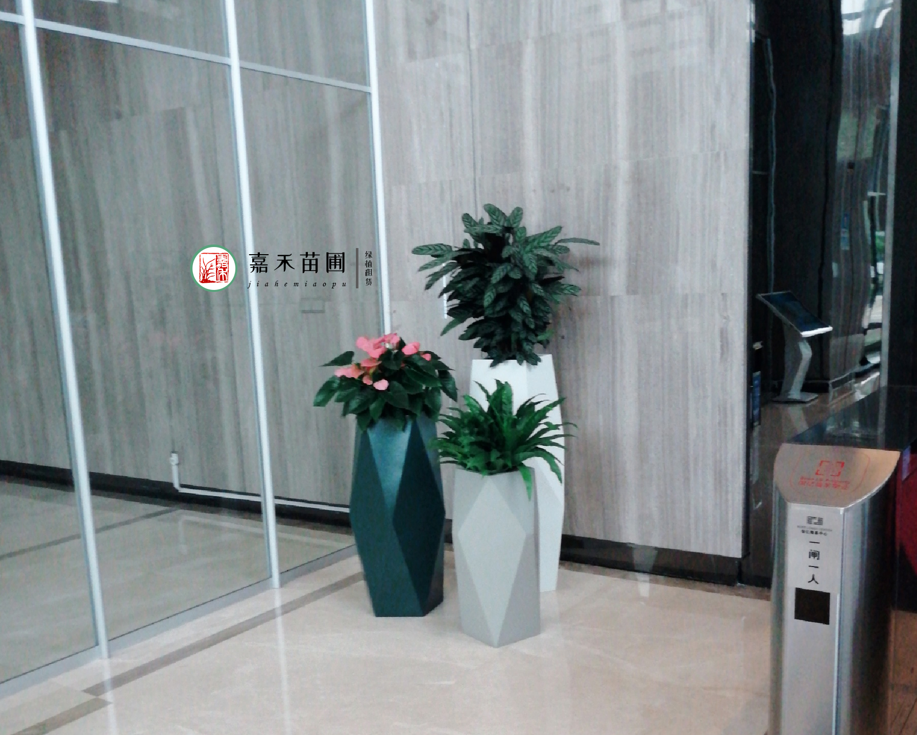 西安單位綠植租賃公司|嘉禾苗圃 西安單位綠植租賃公司|嘉禾苗圃