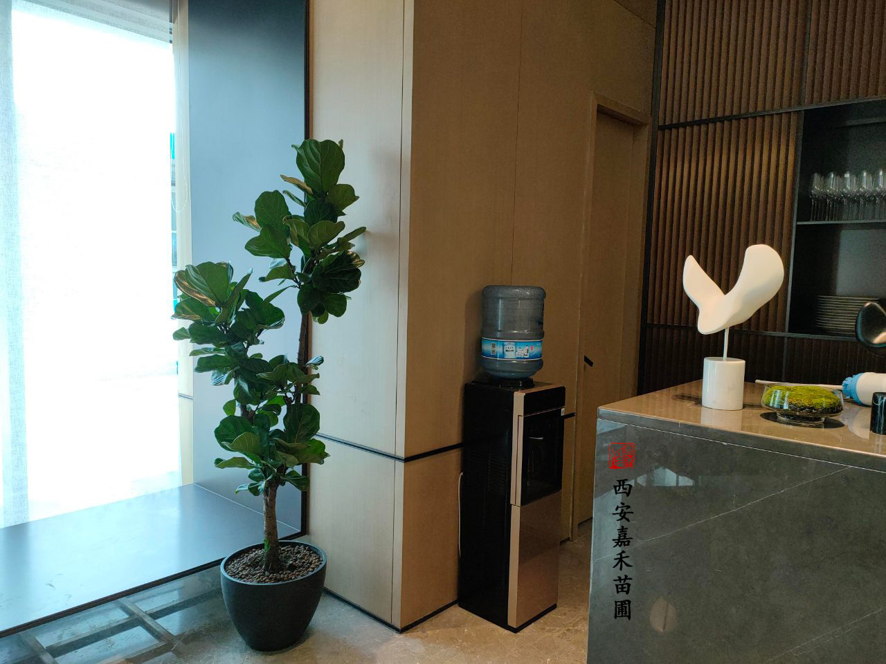 西安綠植租賃廠家|嘉禾苗圃