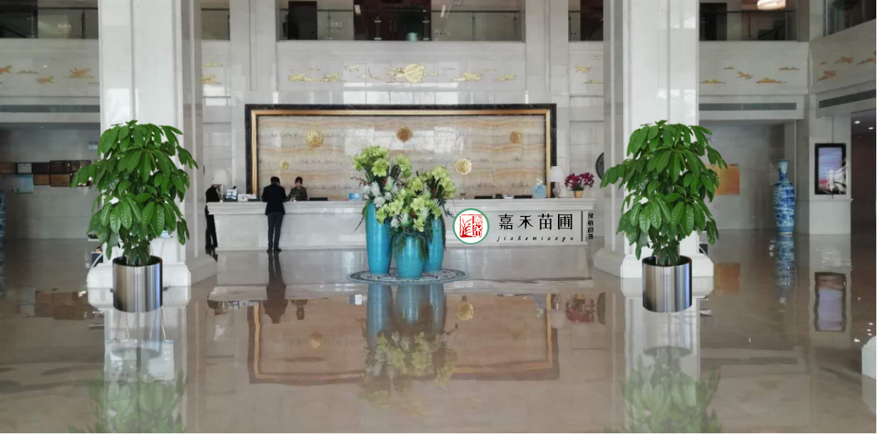 西安辦公室綠植租賃效果圖|嘉禾苗圃