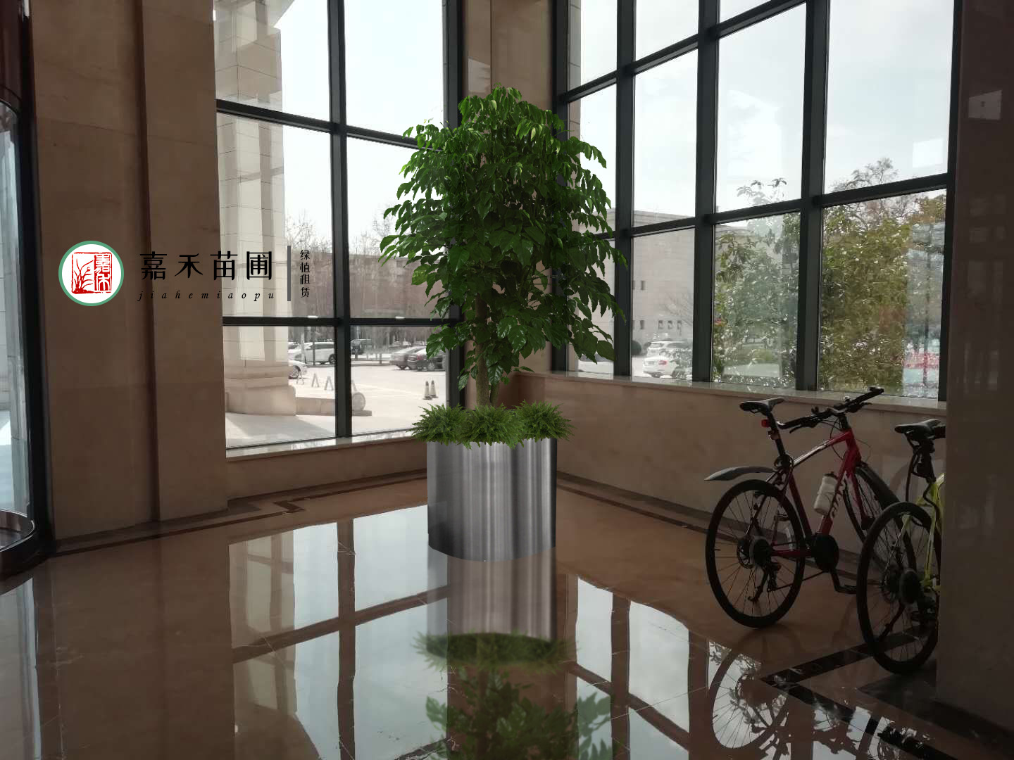 西安商場綠植租賃效果圖|嘉禾苗圃