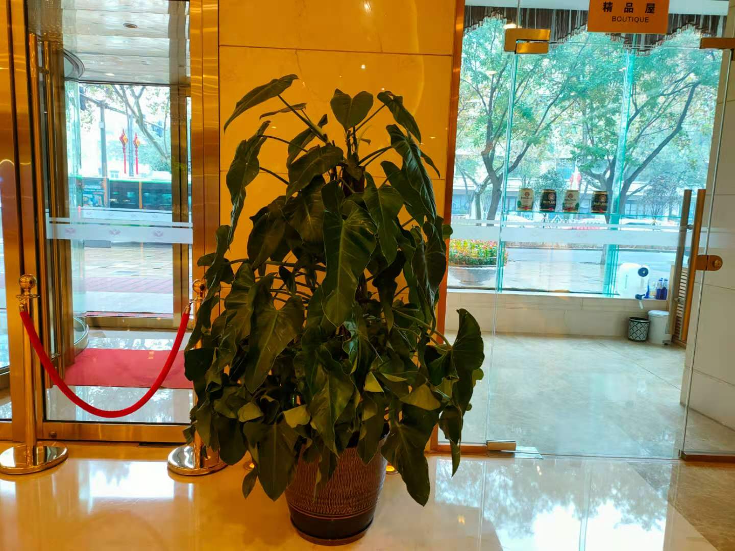 西安綠植租賃|嘉禾苗圃