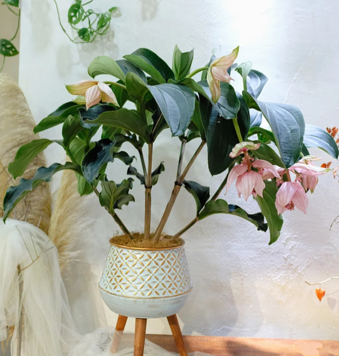 西安花卉租賃寶蓮燈花|西安嘉禾苗圃