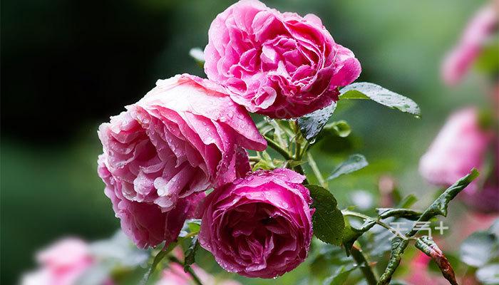 西安花卉租賃月季花|西安嘉禾苗圃