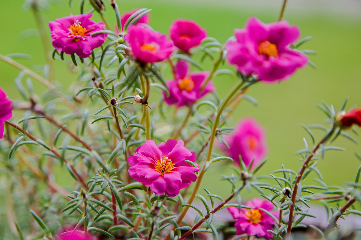 西安花卉租賃太陽花|西安嘉禾苗圃