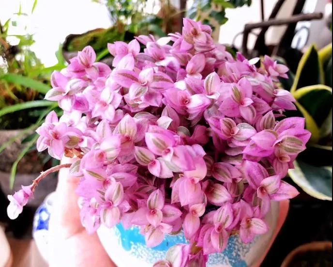 胭脂云|嘉禾苗圃