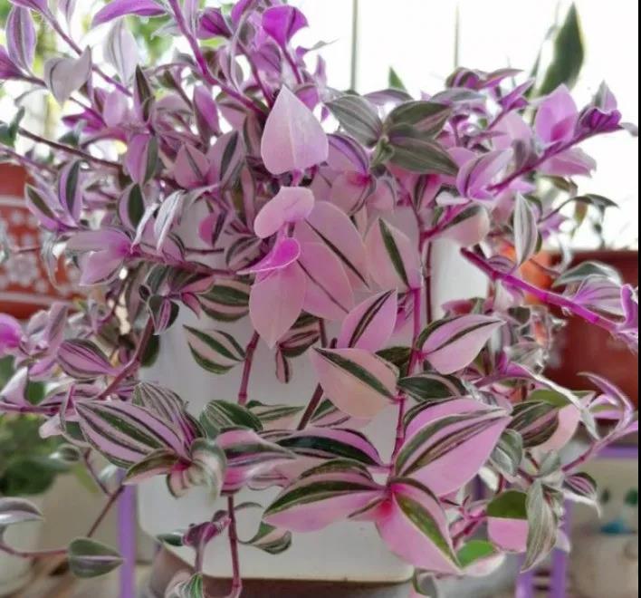 婚禮吊蘭|嘉禾苗圃