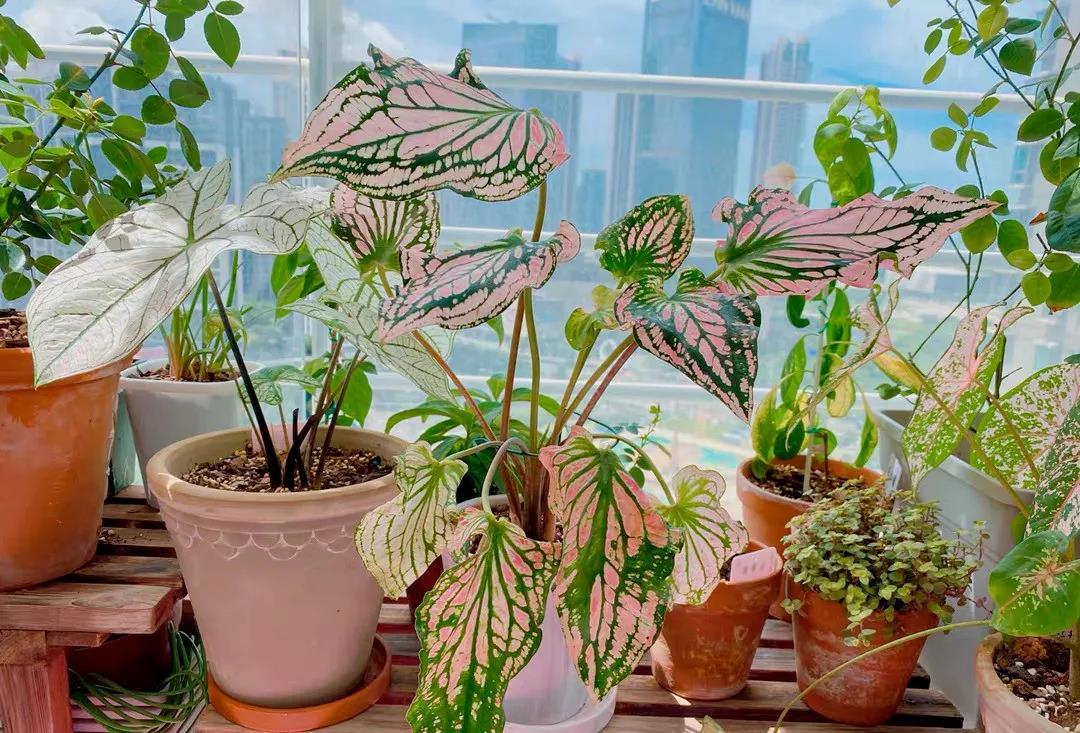 彩葉芋|嘉禾苗圃