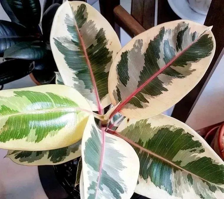 花葉橡皮樹(shù)|嘉禾苗圃