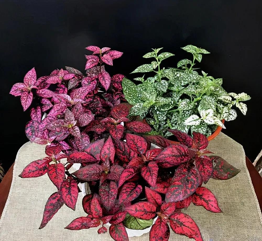 嫣紅蔓|嘉禾苗圃