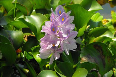 西安綠植租賃養(yǎng)護(hù)農(nóng)藥|嘉禾苗圃