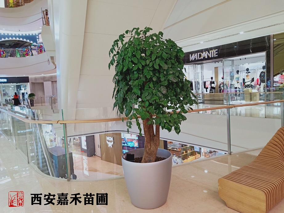 西安綠植租賃幸福樹|嘉禾苗圃
