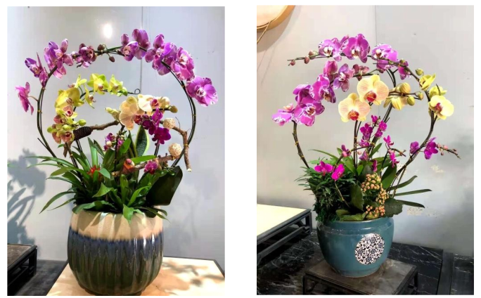 前臺綠植租擺方案|嘉禾苗圃