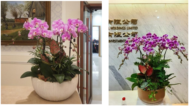 前臺綠植租賃方案|嘉禾苗圃