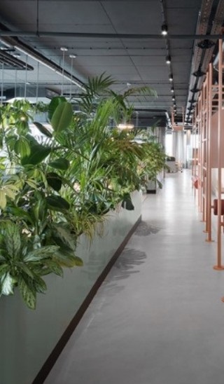 休閑區(qū)綠植租賃方案|嘉禾苗圃