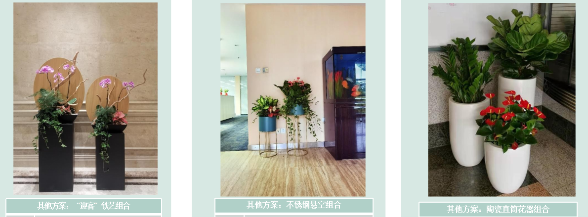 辦公區(qū)通道綠植租擺方案|嘉禾苗圃