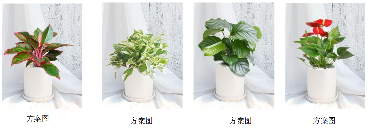 西安辦公區(qū)花卉租賃|嘉禾苗圃