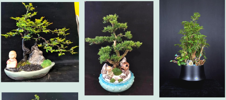 總經(jīng)理辦公室綠植租賃|嘉禾苗圃