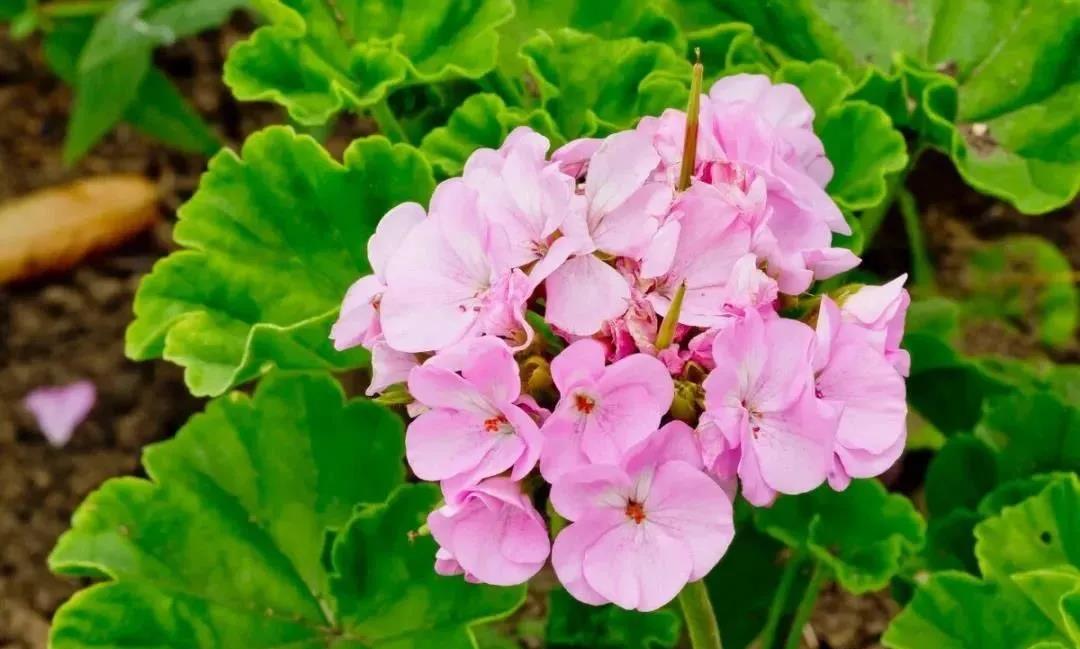 天竺葵|嘉禾苗圃