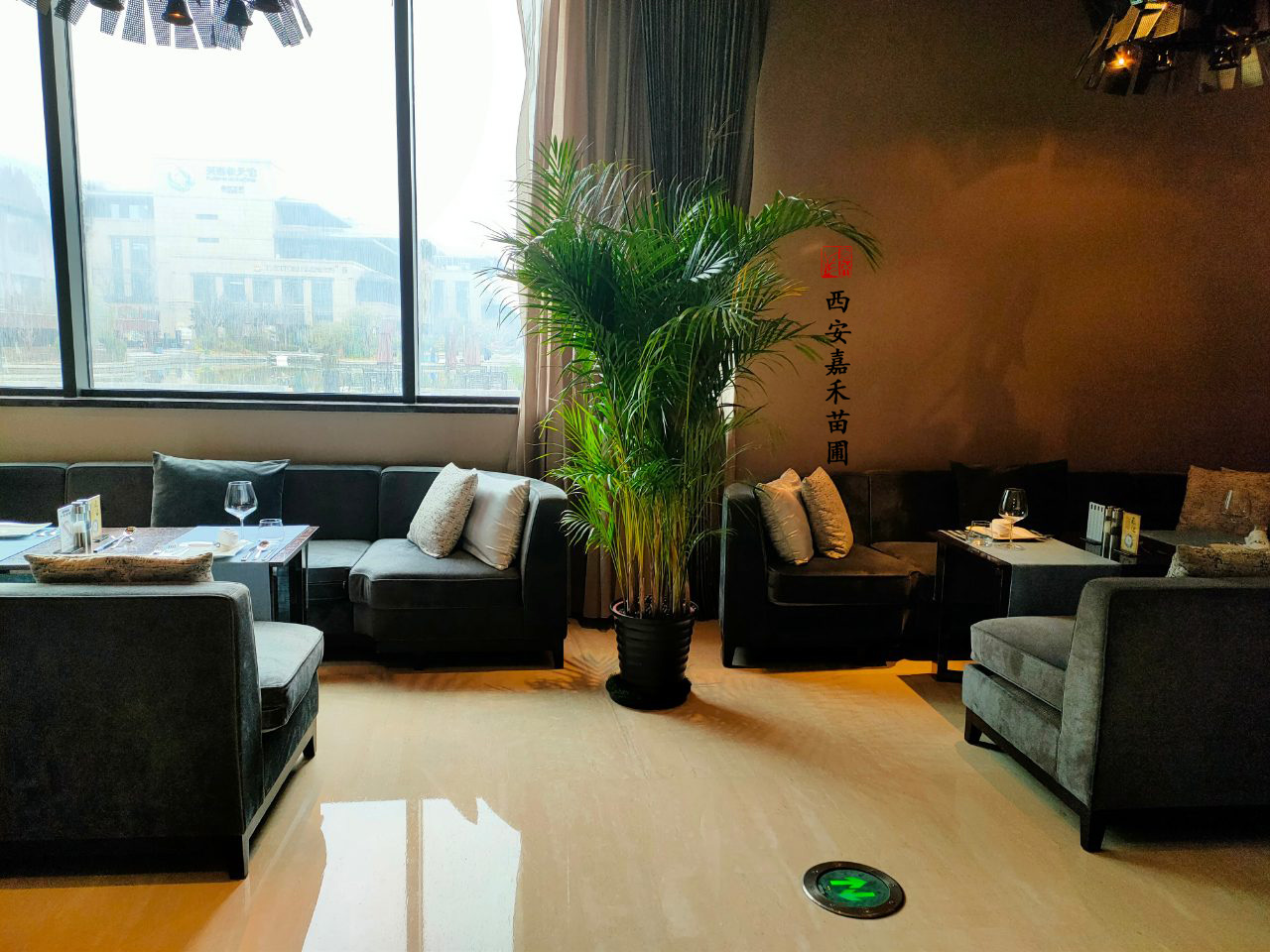 領導辦公室綠植租賃方案|嘉禾苗圃