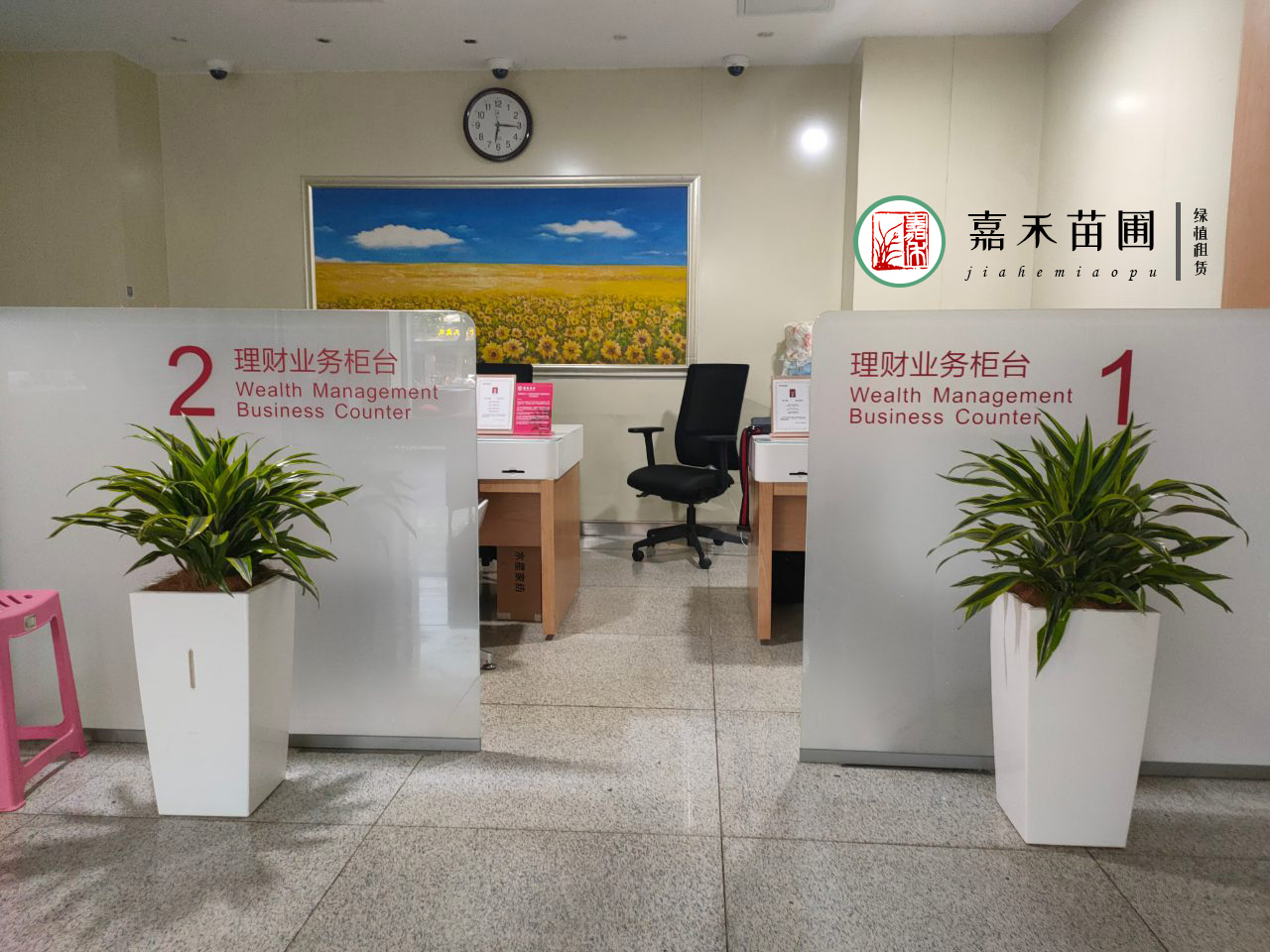 西安綠植租賃空調(diào)房?jī)?nèi)如何養(yǎng)護(hù)|嘉禾苗圃