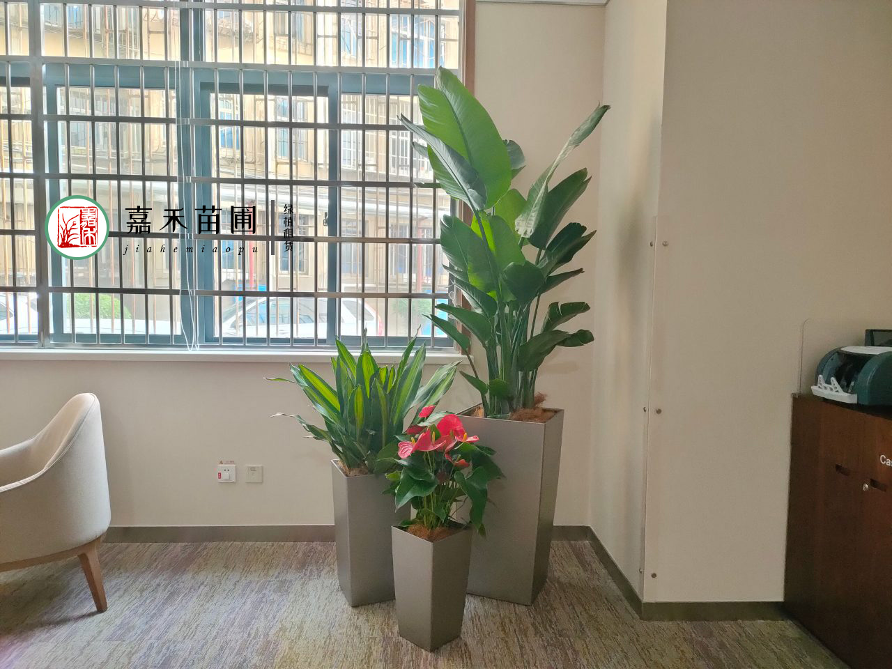 西安4S店綠植租賃|嘉禾苗圃