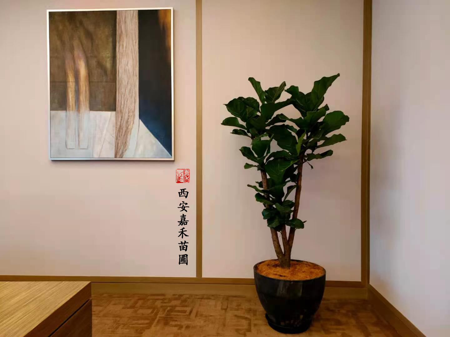 西安綠植租賃品種|嘉禾苗圃 西安綠植租賃品種|嘉禾苗圃