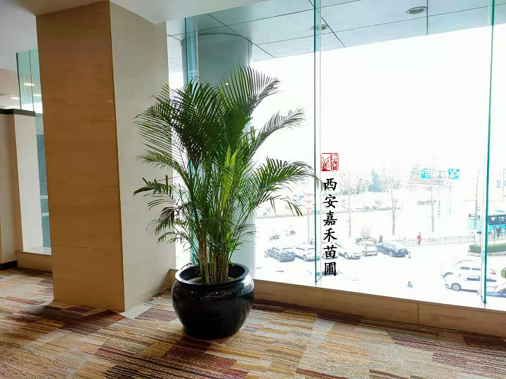 西安花卉租賃服務(wù)承諾|嘉禾苗圃 西安花卉租賃服務(wù)承諾|嘉禾苗圃