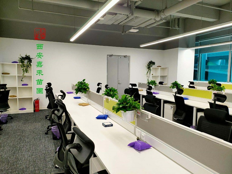 西安辦公室綠植租擺多少錢|嘉禾苗圃 西安辦公室綠植租擺多少錢|嘉禾苗圃