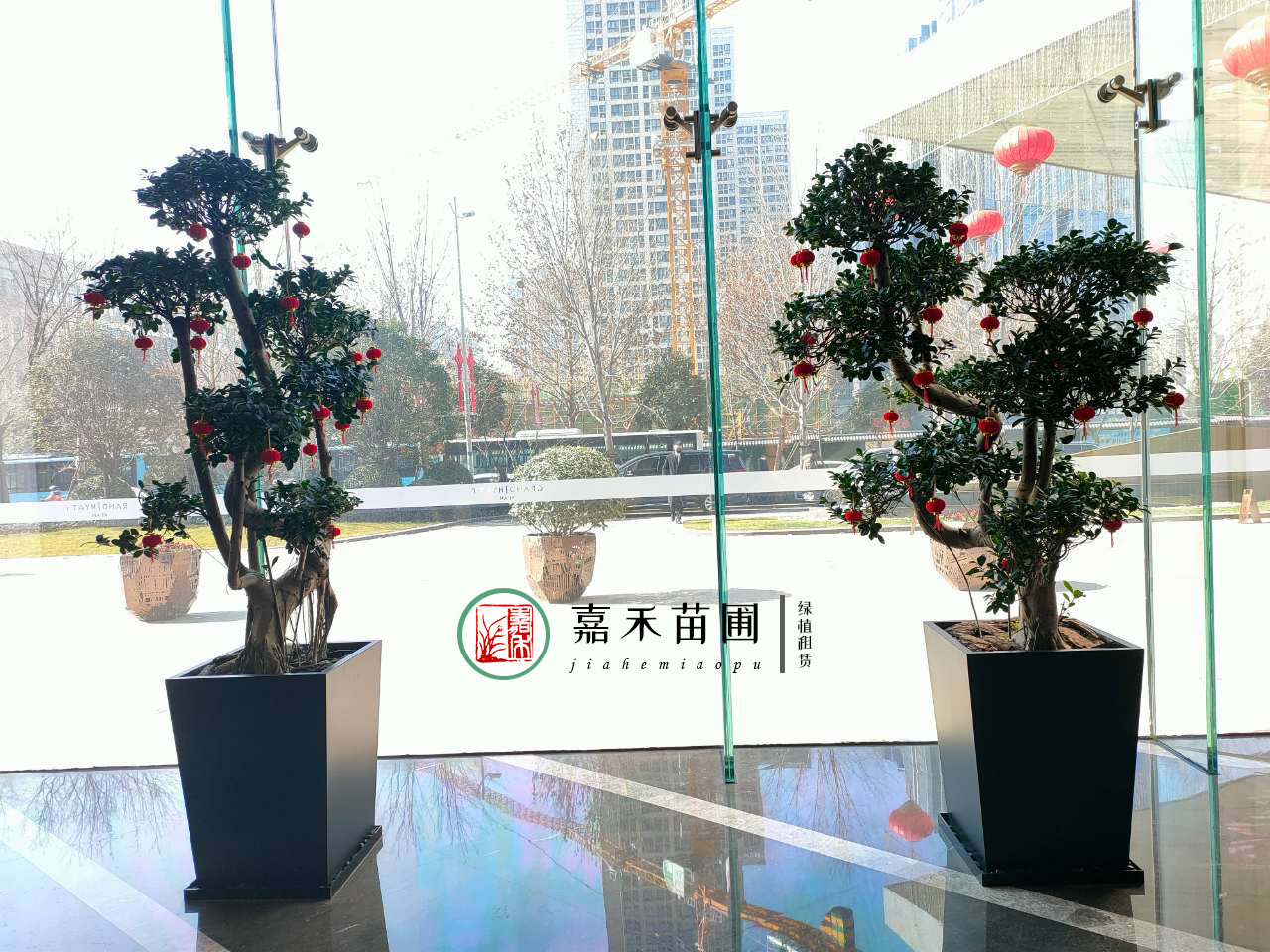 西安綠植租擺羅漢松|嘉禾苗圃