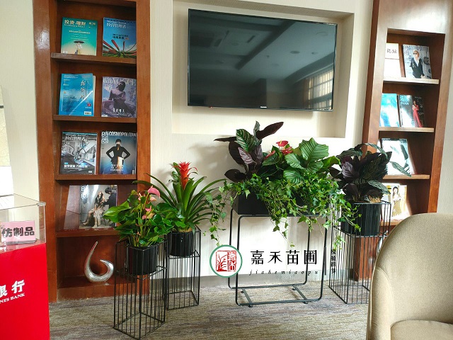 西安大型辦公場所花卉綠植租擺|西安嘉禾苗圃 西安大型辦公場所花卉綠植租擺|西安嘉禾苗圃