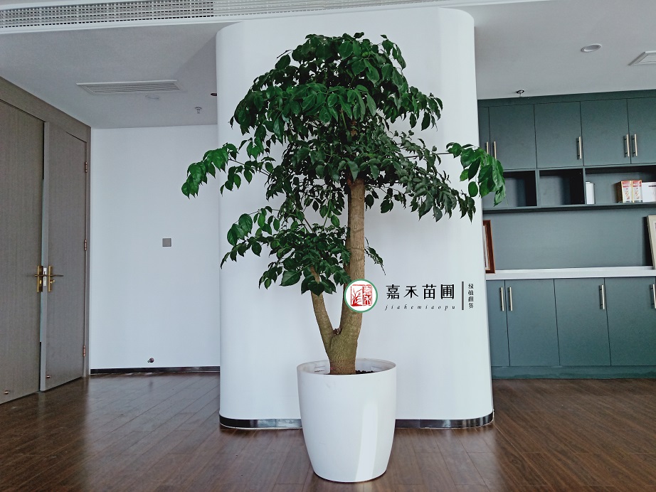 西安大型寫字樓綠植租賃價(jià)格|嘉禾苗圃 西安大型寫字樓綠植租賃價(jià)格|嘉禾苗圃