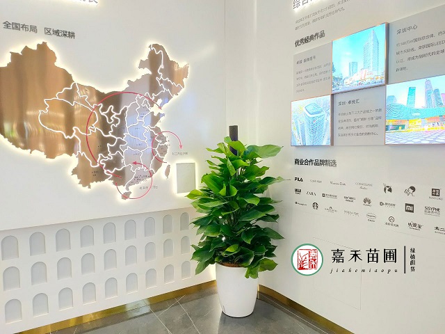 花卉綠植租擺服務(wù)標(biāo)準(zhǔn)：嘉禾苗圃