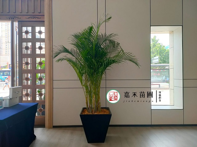 西安花卉綠植租賃養(yǎng)護標準|西安嘉禾苗圃 西安花卉綠植租賃養(yǎng)護標準|西安嘉禾苗圃
