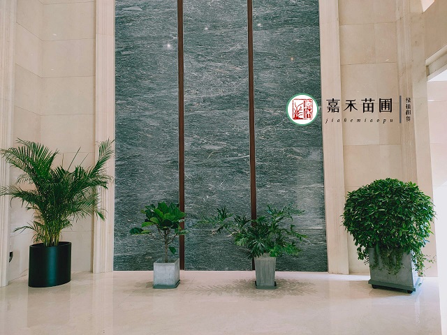 西安花卉租賃金邊瑞香|西安嘉禾苗圃