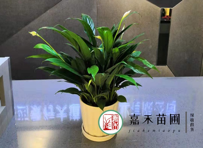 西安辦公室綠植租擺|嘉禾苗圃 西安辦公室綠植租擺|嘉禾苗圃