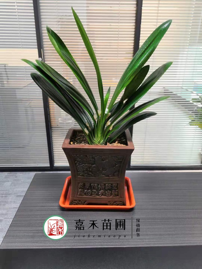 西安君子蘭租賃|嘉禾苗圃 西安君子蘭租賃|嘉禾苗圃