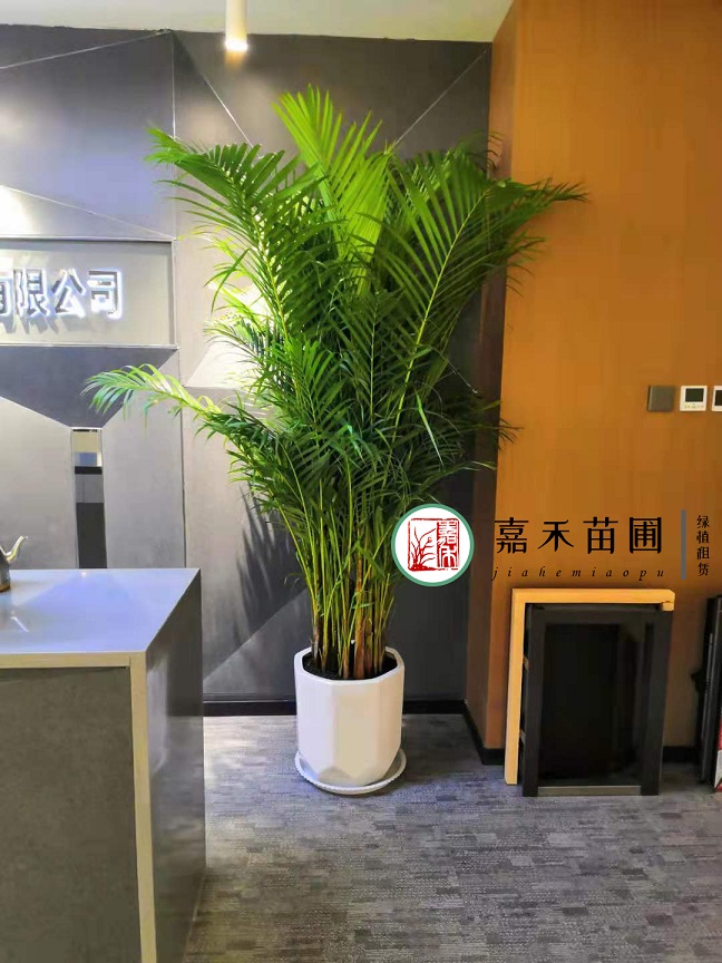 西安散尾葵綠植租賃|嘉禾苗圃 西安散尾葵綠植租賃|嘉禾苗圃